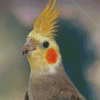 Cockatiel Parrot Bird Diamond Painting