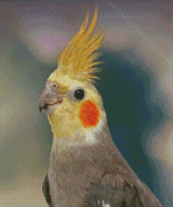 Cockatiel Parrot Bird Diamond Painting