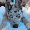 Blue Merle Dog Diamond Painting