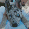 Blue Merle Dog Diamond Painting