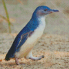 Australian Fairy Penguin Diamond painting