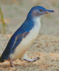 Australian Fairy Penguin Diamond painting