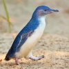 Australian Fairy Penguin Diamond painting