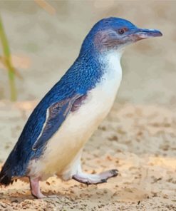 Australian Fairy Penguin Diamond painting