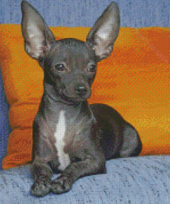 Black Chihuahua Diamond Painting