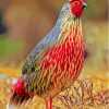 Blood Pheasant Bird Diamond Painting