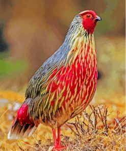 Blood Pheasant Bird Diamond Painting