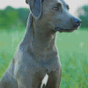 Blue Lacy Diamond Painting