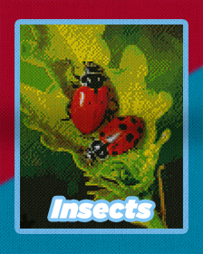 Insects