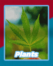 Plants