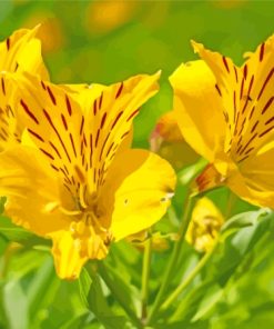 Yellow Alstroemeria Flowers Plant Diamond Painting