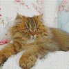 Tabby Persian Diamond Painting