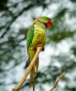 Alexandrine Parakeet On A Branch Diamond Painting