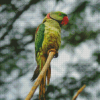 Alexandrine Parakeet On A Branch Diamond Painting