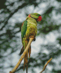 Alexandrine Parakeet On A Branch Diamond Painting