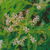 Aloysia Plant Diamond Painting