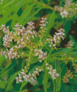 Aloysia Plant Diamond Painting