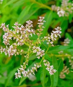 Aloysia Plant Diamond Painting