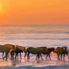 Assateague Island Horses At Sunset Diamond Painting