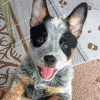 Baby Texas Heeler Diamond Painting