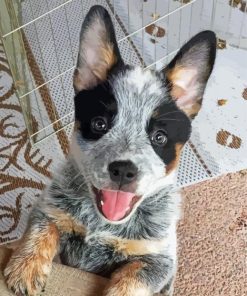 Baby Texas Heeler Diamond Painting