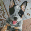 Baby Texas Heeler Diamond Painting