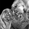 Black And White Tigers In Love Diamond Painting