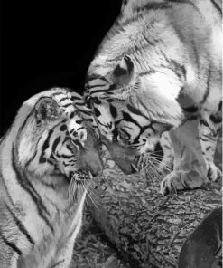 Black And White Tigers In Love Diamond Painting