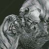 Black And White Tigers In Love Diamond Painting