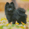 Black Pomchi In Park Diamond Painting