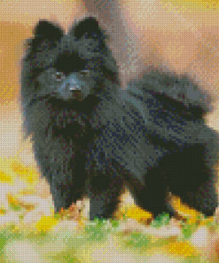 Black Pomchi In Park Diamond Painting