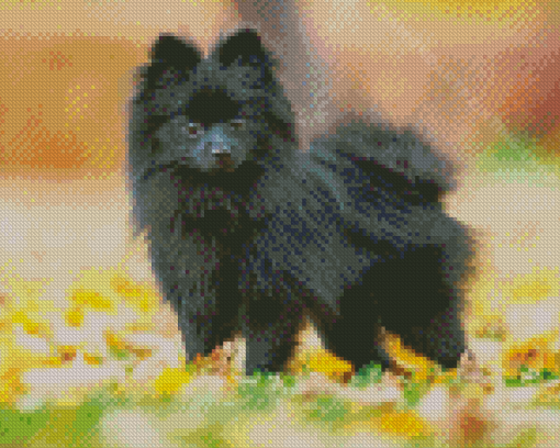 Black Pomchi In Park Diamond Painting