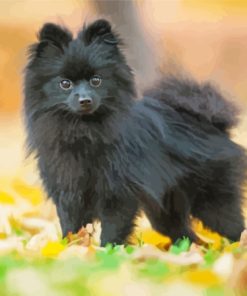 Black Pomchi In Park Diamond Painting