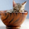 Cat In Wooden Tea Cup Diamond Painting