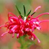 Close Up Grevillea Diamond Painting