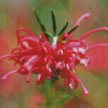 Close Up Grevillea Diamond Painting