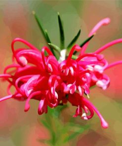 Close Up Grevillea Diamond Painting