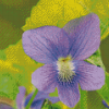 Common Blue Violet Plant Diamond Painting