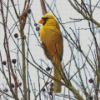 Yellow Cardinal On Dead Tree Diamond Painting