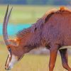 East African Sable Antelope Diamond Painting