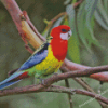 Eastern Rosella Bird Diamond Painting