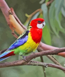 Eastern Rosella Bird Diamond Painting