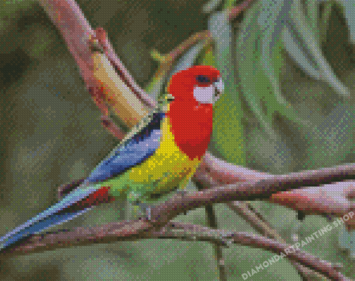 Eastern Rosella Bird Diamond Painting