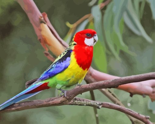 Eastern Rosella Bird Diamond Painting