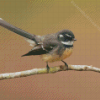 Fantail Bird Diamond Painting