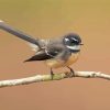 Fantail Bird Diamond Painting