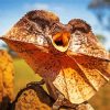 Frilled Lizard Animal Diamond Painting