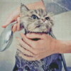 Grey Cat Shower Diamond Painting