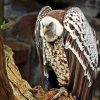 Himalayan Griffon Diamond Painting