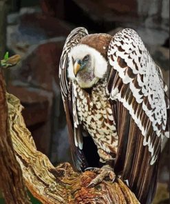 Himalayan Griffon Diamond Painting